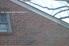 Exclusion Repairs: Before & After