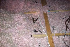 Insulation-Damage-In-Attic3