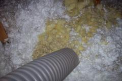 Insulation-Damage2