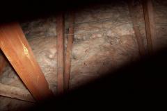 Insulation-Damage3
