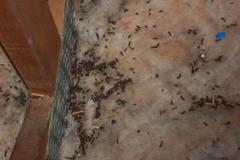 Insulation-Damage4