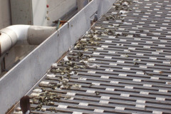 Commercial Office Animal Removal