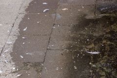 Trappro-Birds1