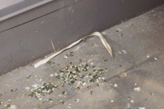 Trapprobirds2