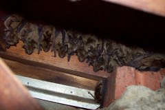 Bat Removal MD / DC / VA