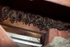 Bat-Removal-from-Attic-Maryland