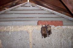 Bat-Removal-from-Attic-Northern-Virginia