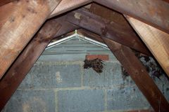 Bats-in-Attic-Maryland