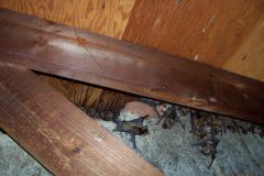 Bats-in-Attic-Northern-VA