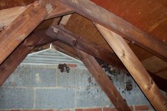 Bats-in-Attic-Northern-Virginia