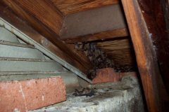 Bats-in-Attic-Washington-DC