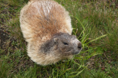 Beaver Removal MD / DC / VA