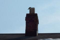 Birds-Nesting-in-Chimney3