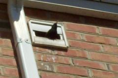 Birds-Nesting-in-Vents2