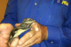 Flying Squirrel Removal MD / DC / VA