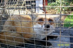 Fox Removal MD / DC / VA
