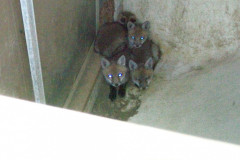 Trapprofox