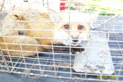 fox4