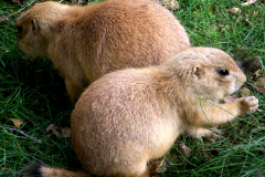 Groundhog Removal MD / DC / VA
