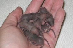 Mice-Removal-Trapping-MD-DC-VA