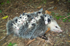 Opossum Removal MD / DC / VA