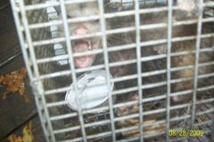 Opossum-MD