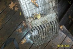 opposum-va
