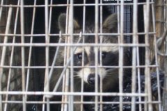 Raccoon Removal MD / DC / VA