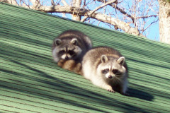 Raccoons-on-Roof-Maryland