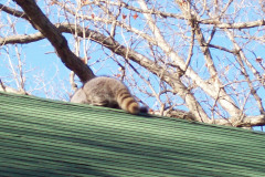 Raccoons-on-Roof-Virginia