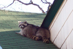 Raccoons-on-roof-DC