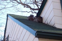 Raccoons-on-roof-Washington-DC