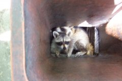 Racoon-Removal-Maryland