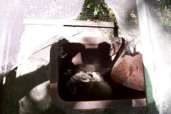 Racoon-Removal-Northern-VA