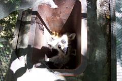 Racoon-Removal-Northern-Virginia