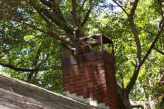 Racoon-in-Chimney-DC