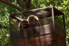 Racoon-in-Chimney-Maryland