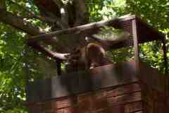 Racoon-in-Chimney-Northern-VA