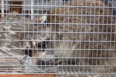raccon-removal-bowie-md