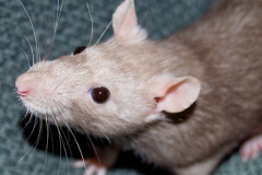 Rat Removal MD / DC / VA