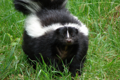 Skunk Removal MD / DC / VA
