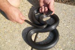 Snake Removal MD / DC / VA