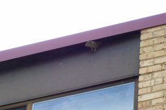 Squirrels-in-Attic-Maryland