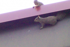 Squirrels-in-Attic-Northern-VA