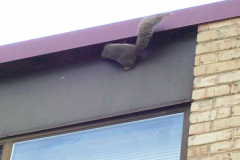 Squirrels-in-Attic-Washington-DC
