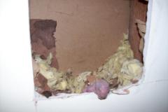 Squirrels2